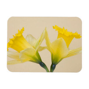 Gelbe Osterglocken Magnet