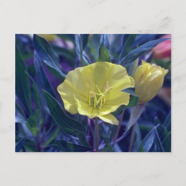 Gelbe Ozark Sundrops (Oenothera Macrocarpa) Flow Postkarte (Vorderseite)