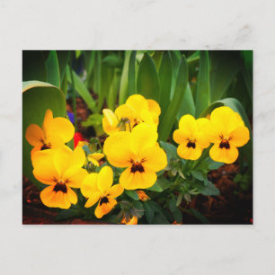 Gelbe Pansy #1 Postkarte