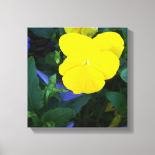 Gelbe Pansy-Frühlings-Blumen-BlumenLeinwand-Kunst Leinwanddruck
