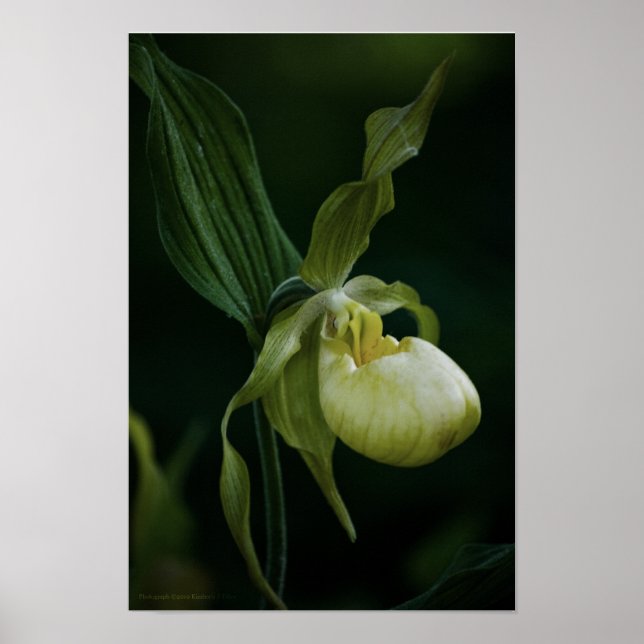 Gelbe Pantoffelblume Poster (Vorne)