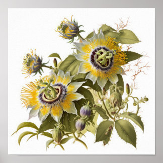 Gelbe Passion Blume Art Print Poster