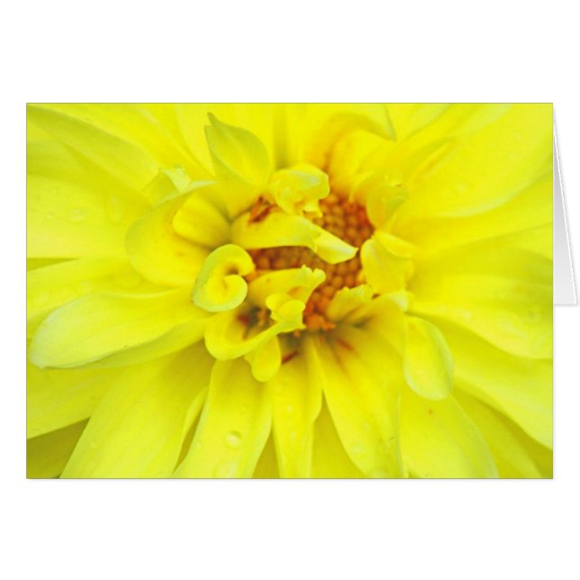 Gelbe Petalen (Vorderseite (Horizontal))