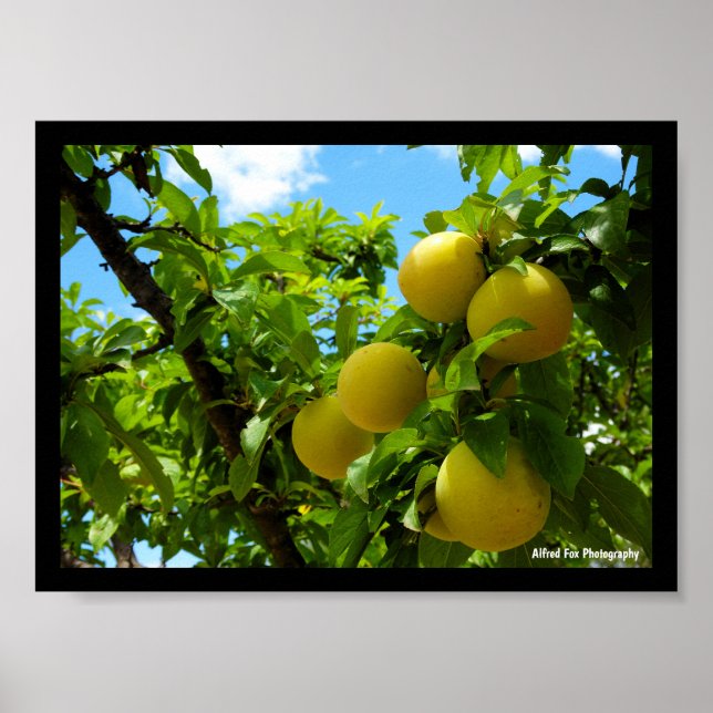 Gelbe Pflaumen Blauer Himmel Poster (Vorne)