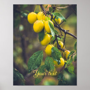 Gelbe Pflaumen nach Regen Poster