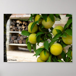 Gelbe Pflaumen Rustikales Holz Poster