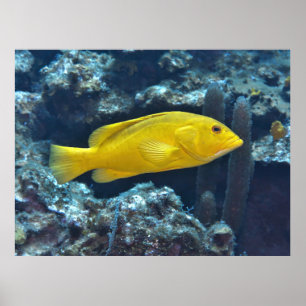 Gelbe Phase Coney Poster