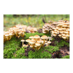 Gelbe Pilze im Herbstwald. Fotodruck