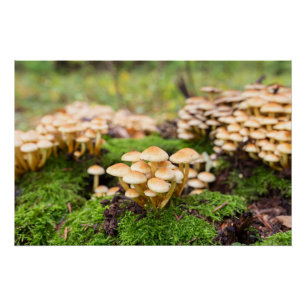 Gelbe Pilze im Herbstwald. Poster
