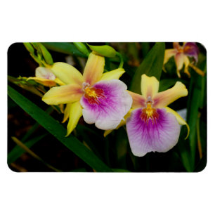 Gelbe Pinkfarbene Miltonia-Purple-Sonnenuntergangs Magnet