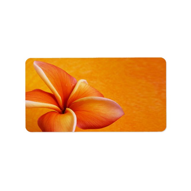 Gelbe Plumeria Blume Orange Hintergrund Adressaufkleber (Vorne)