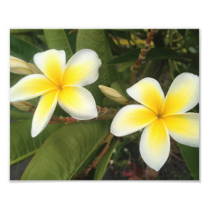 Gelbe Plumeria Fotodruck