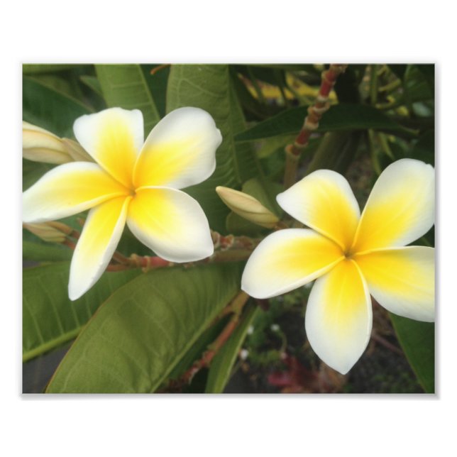 Gelbe Plumeria Fotodruck (Vorne)