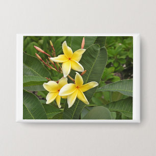Gelbe Plumeria-Tropenblumen-Foto-Pin-Schaltfläche Button
