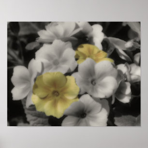 Gelbe Primel-Blume Vintage-Teilfarbe Poster