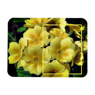 Gelbe Primrose-Blume kreieren Ihr eigenes Foto Magnet