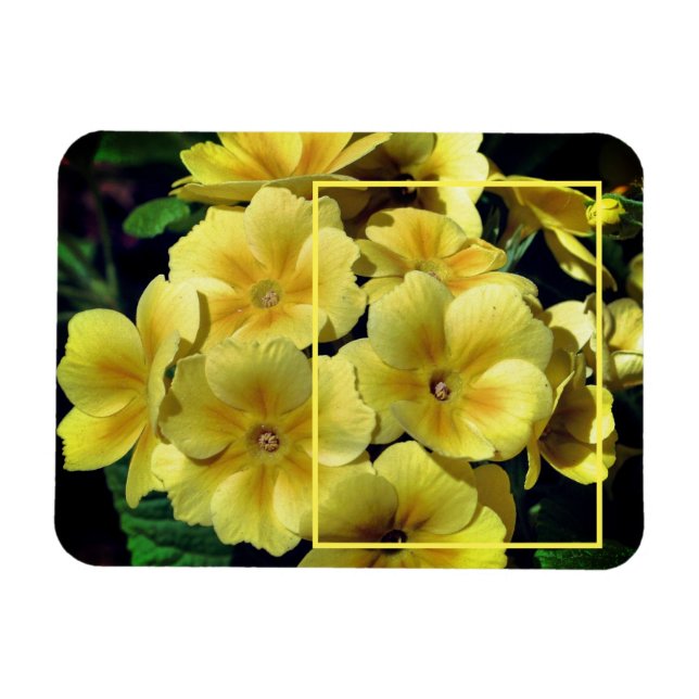 Gelbe Primrose-Blume kreieren Ihr eigenes Foto Magnet (Horizontal)