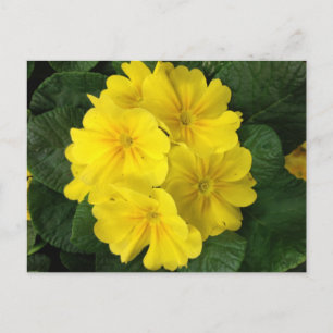 Gelbe Primrose-Blume Postkarte