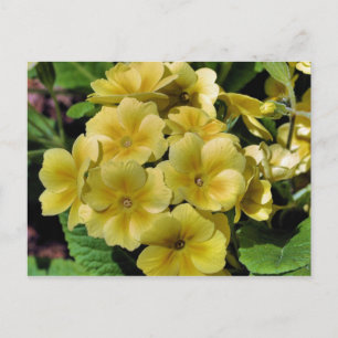 Gelbe Primrose Blumenfotografie Postkarte