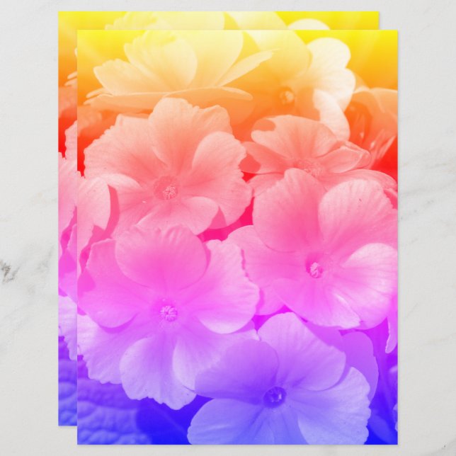 Gelbe Primrose Frühlingsblumen Nah (Vorne/Hinten)