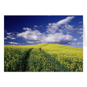 Gelbe Rapsfelder in Whitman County, Washington