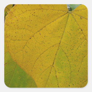 Gelbe Redbud-Blätter Herbst Naturfotografie Quadratischer Aufkleber