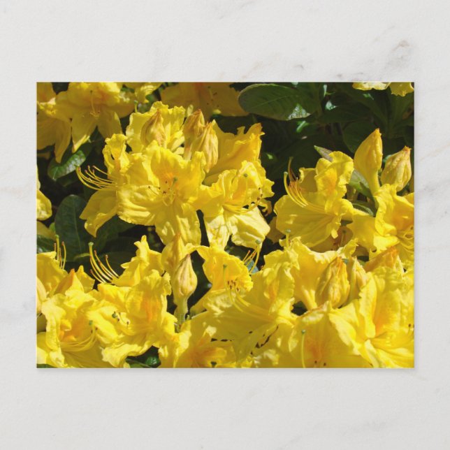 Gelbe Rhododendren-Flowrs Postkarten (Vorderseite)