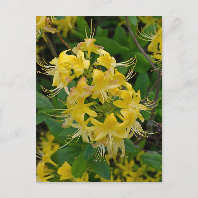 Gelbe Rhododendron Azalea Blume Postkarte (Vorderseite)