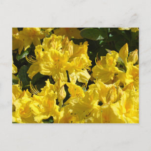 Gelbe Rhododendron-Blumen Postkarten