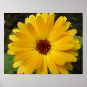 Gelbe Ringelblumen-Makro-Drucke Poster