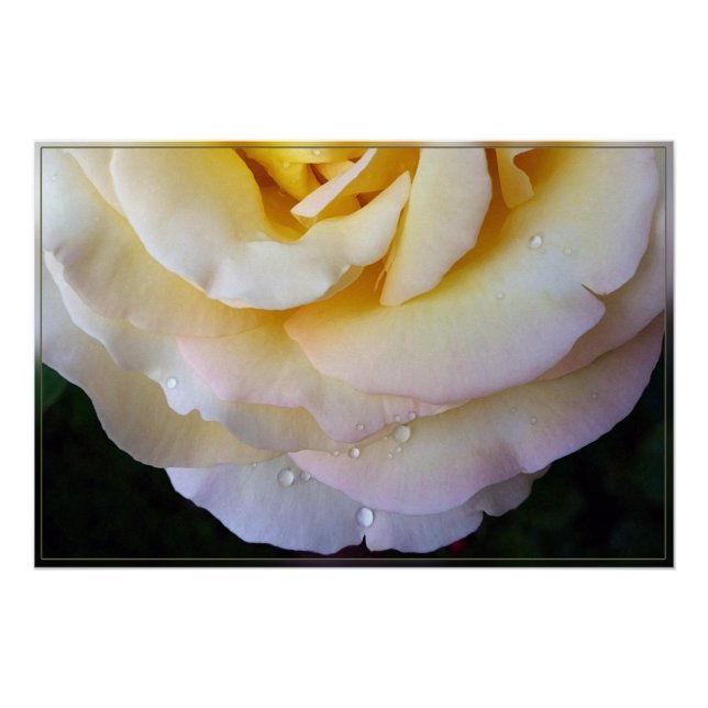 Gelbe Rosa Blütenblätter Poster (Vorderseite)