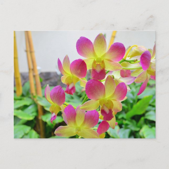 Gelbe Rosa Orchideen Postkarte (Vorderseite)