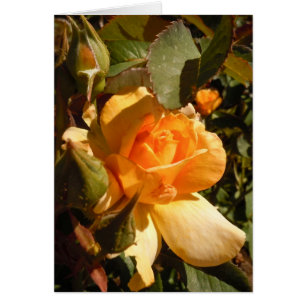 Gelbe Rose