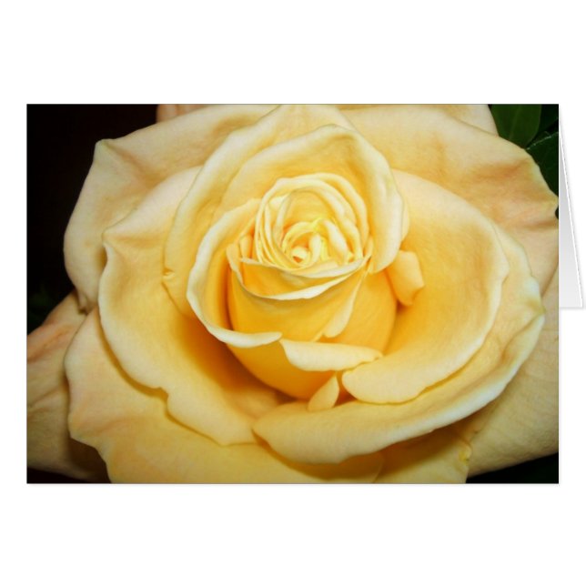 Gelbe Rose (Vorderseite (Horizontal))