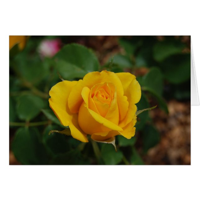 Gelbe Rose (Vorderseite (Horizontal))