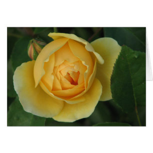 Gelbe Rose