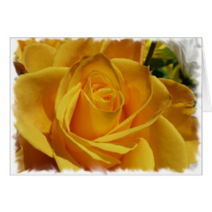 gelbe Rose