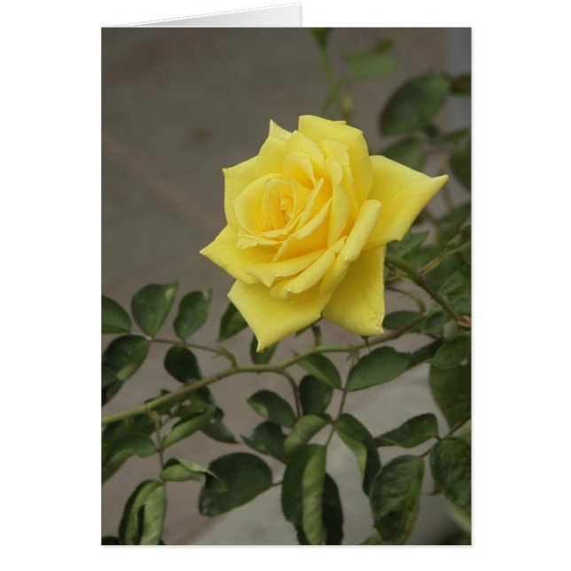 Gelbe Rose (Vorne)