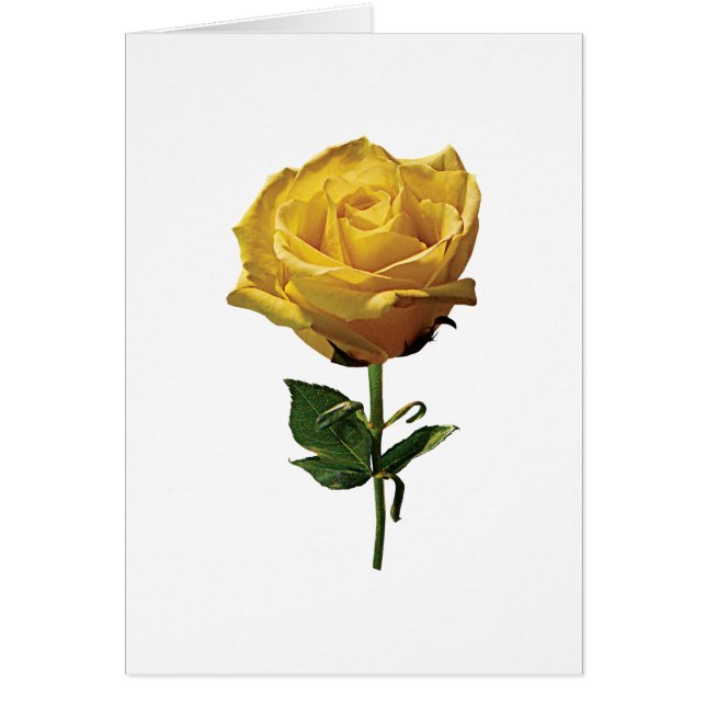 Gelbe Rose (Vorne)