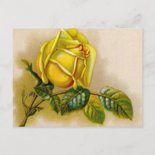 Gelbe Rose Antike Vintage Druckkunst Postkarte
