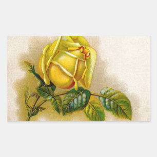 Gelbe Rose Antique Vintage Druck Fine Art Rechteckiger Aufkleber
