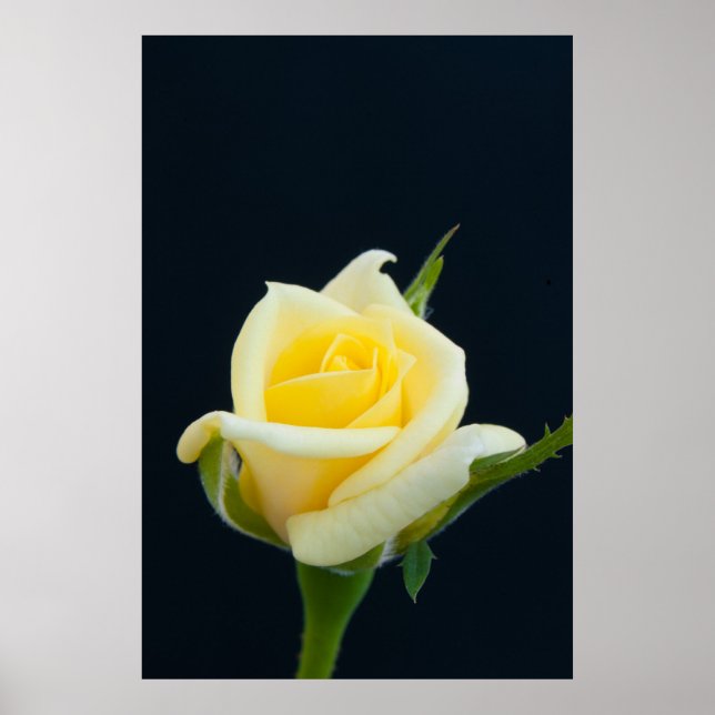 Gelbe Rose auf schwarzem Hintergrund Poster (Vorne)