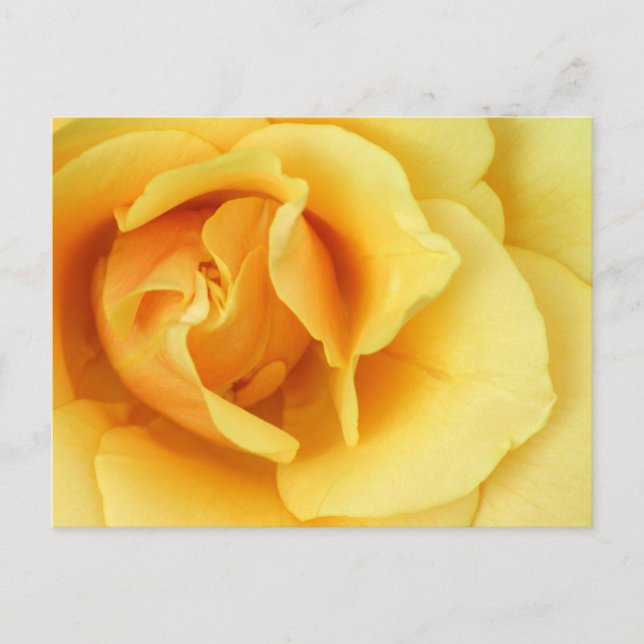 Gelbe Rose Blossom Postkarte (Vorderseite)
