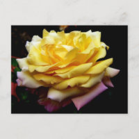 Gelbe Rose Blume Postkarte