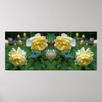 Gelbe Rose Blume Spiegeln Abstrakt