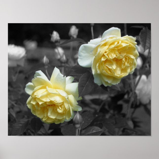 Gelbe Rose-Blume, teilweise farbig Poster (Vorne)