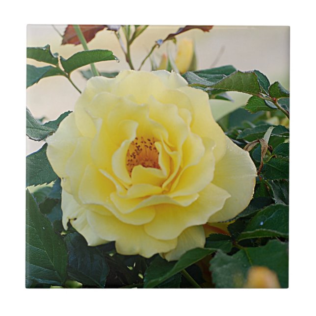 Gelbe Rose Fliese (Vorderseite)
