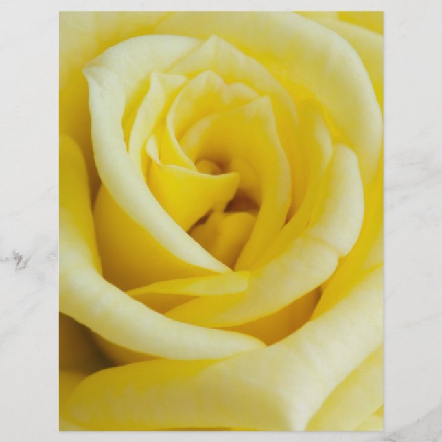 Gelbe Rose Flyer (Vorne)