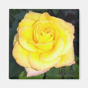 Gelbe Rose Foto Square Magnet