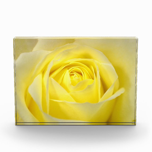 Gelbe Rose Fotoblock (Vorderseite)